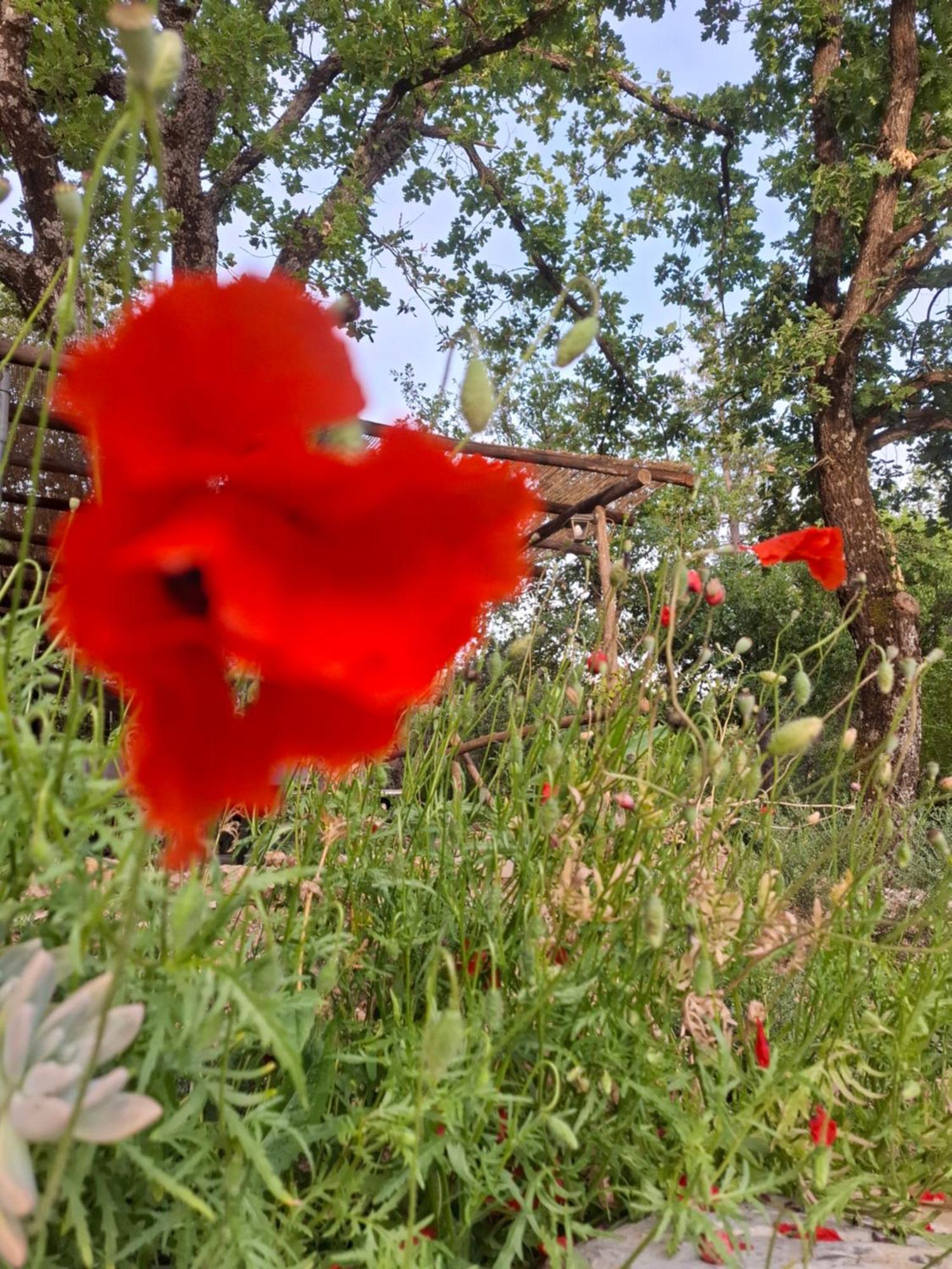 Agriturismo E Glamping Serraiola Alta Monterotondo  Bagian luar foto